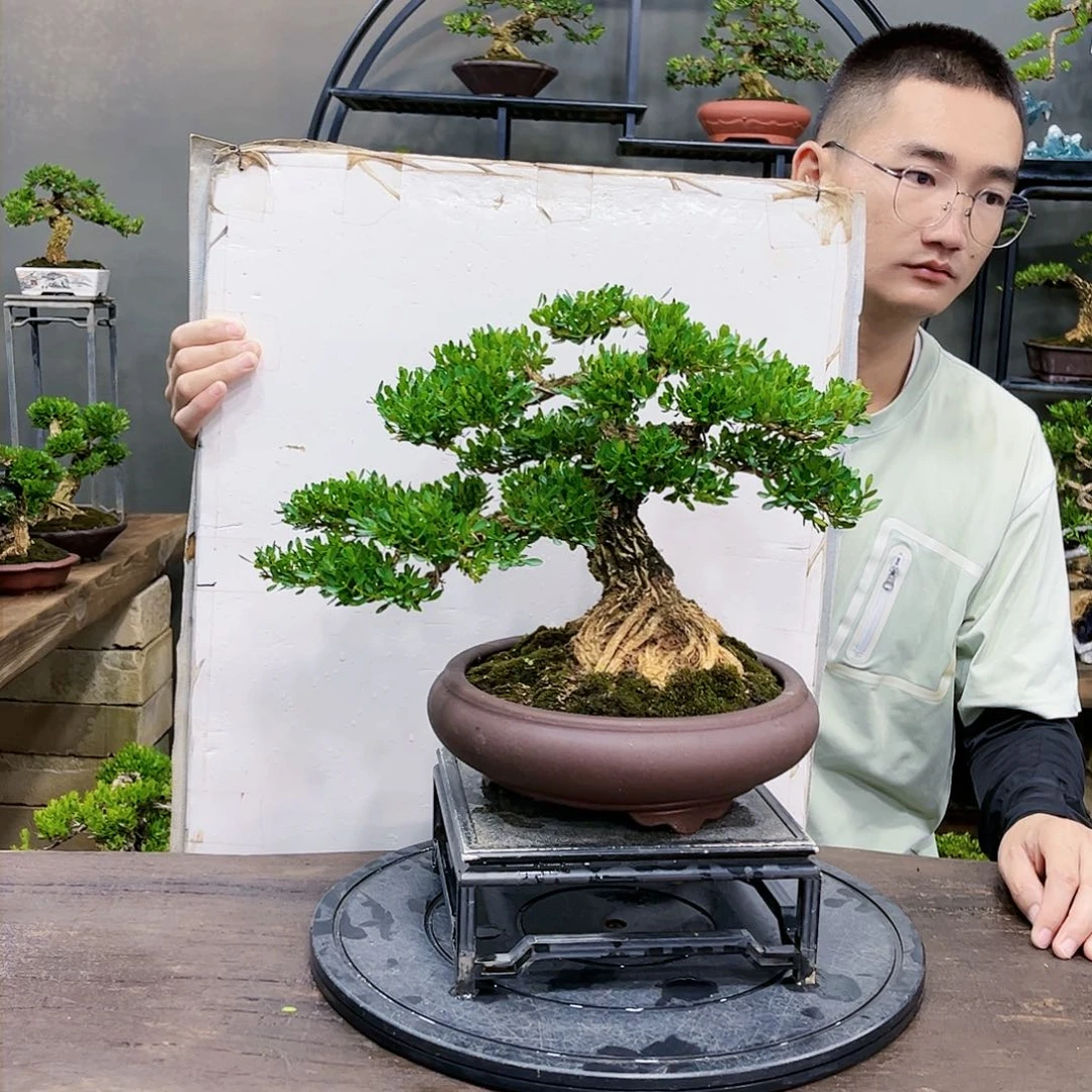 黄杨盆景四季常青