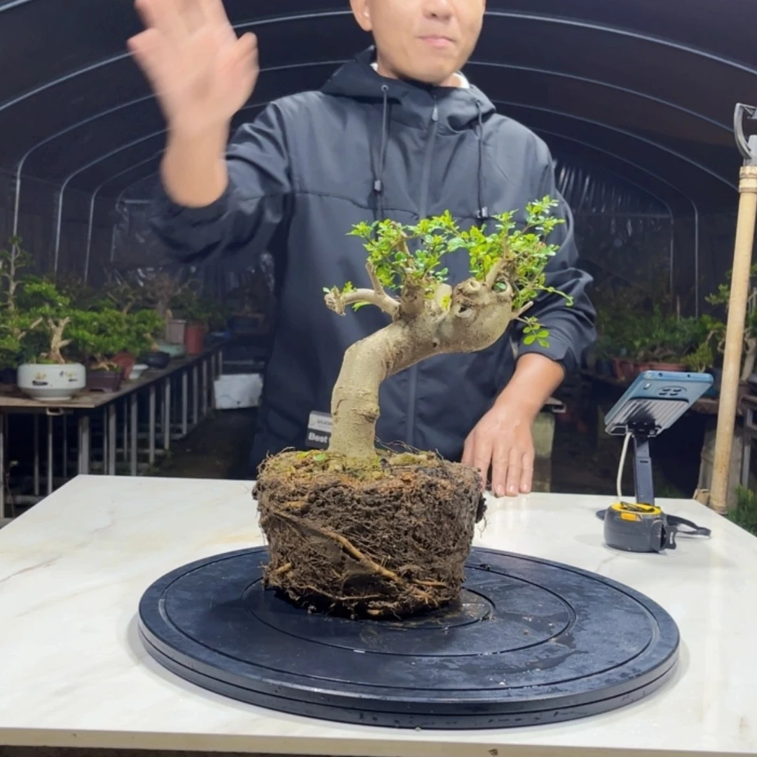 【闪购商品】白蜡盆栽  剪枝树