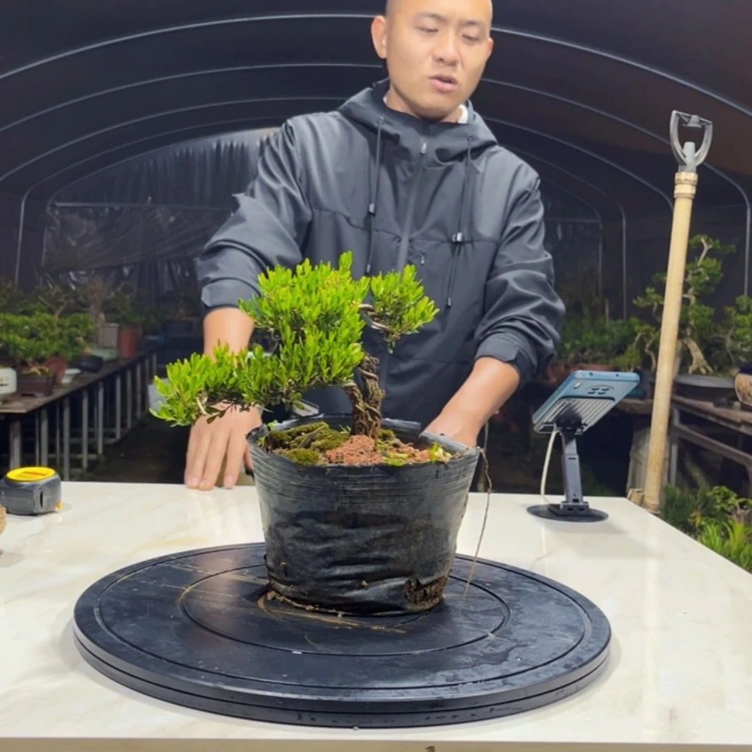 【闪购商品】广东黄杨 四季常青