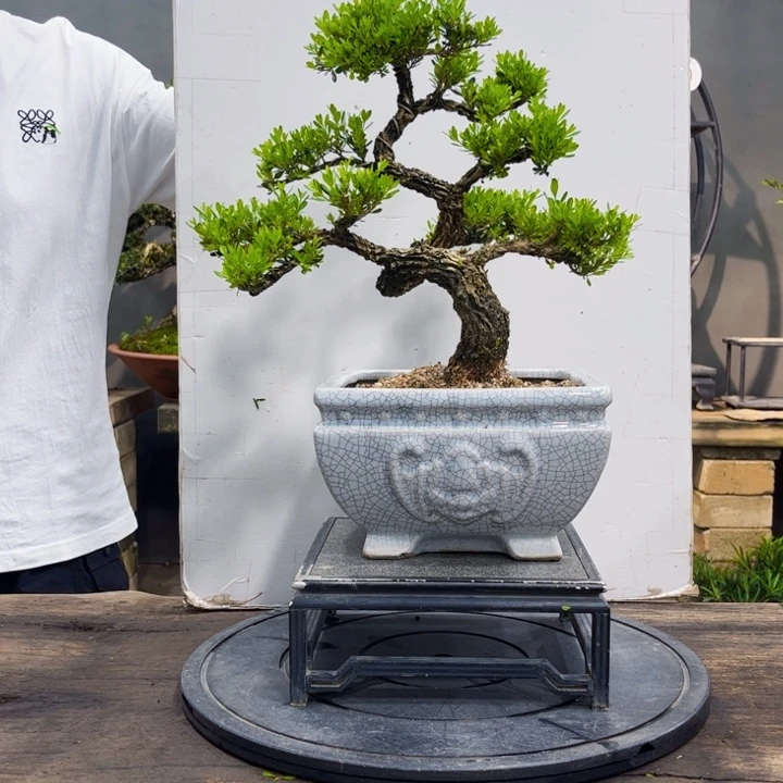 红陶20CM（含）-50CM（不含）