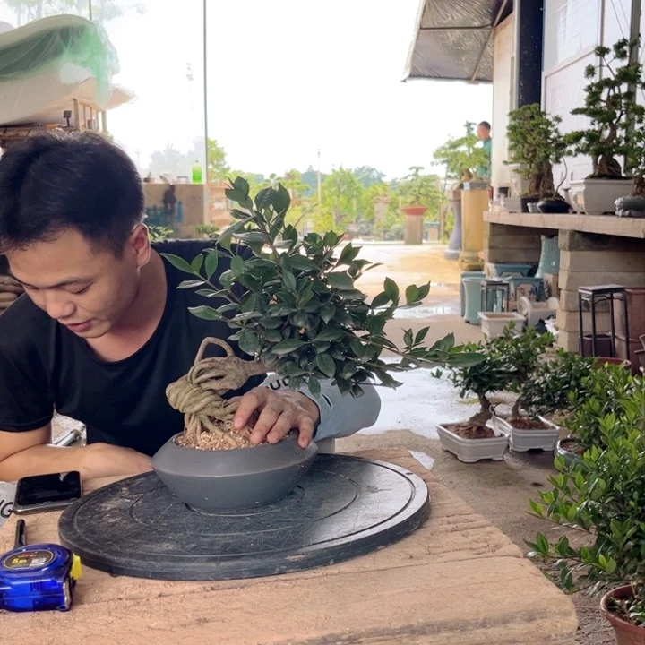 栀子花杨栀子花盆景花期长