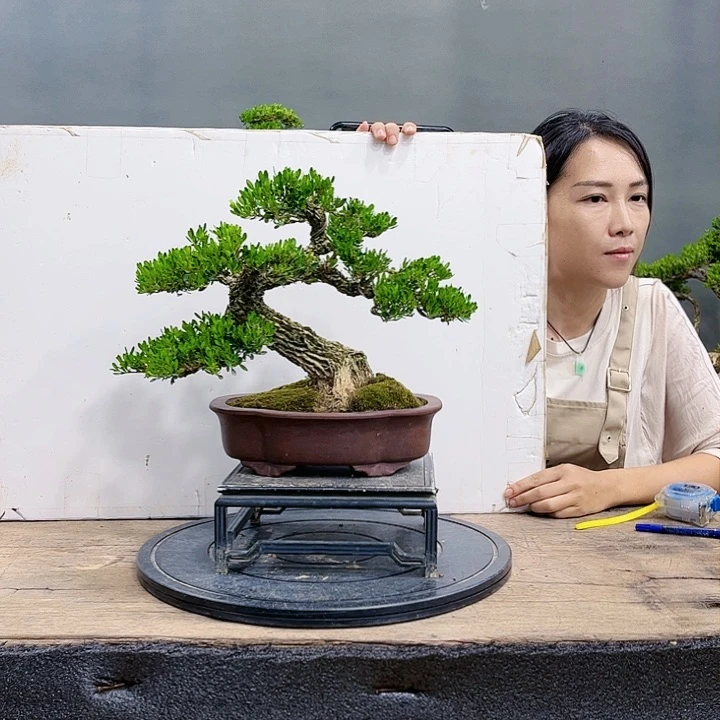 紫砂300CM及以上广东皱皮雀舌黄杨