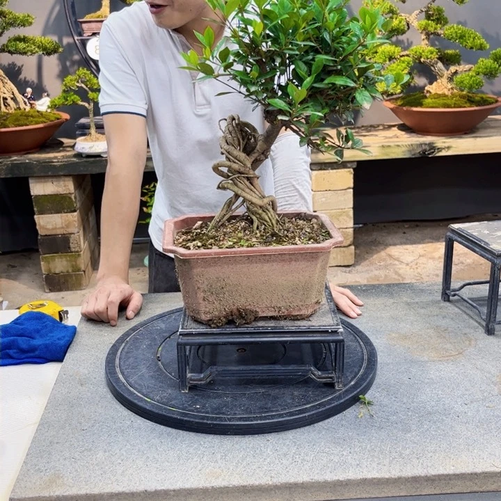 栀子花春**困栀子花盆景四季常青