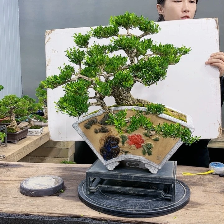 黄杨广东皱皮雀舌黄杨盆景