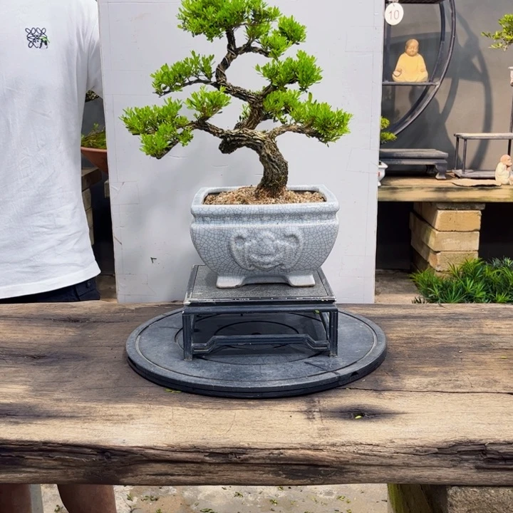 红陶20CM（含）-50CM（不含）