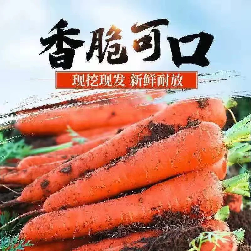 河南沙土地种植老品种胡萝卜3/5斤【坏果包赔】现拔现发