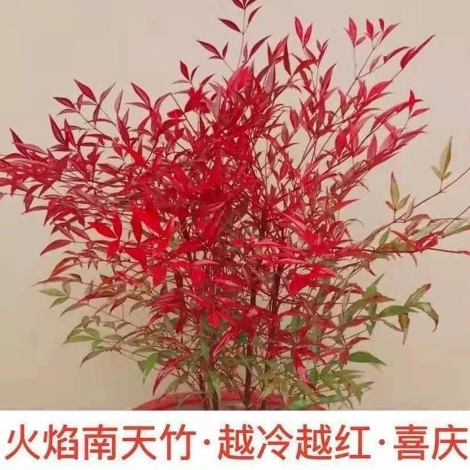 火焰南天竹老桩户外植物花园绿植庭院景观北方耐寒盆栽地栽绿植