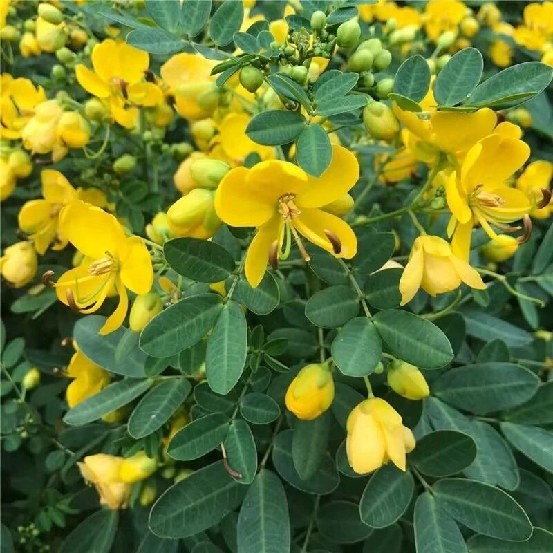四季黄金梅黄金万两盆栽带花独杆黄槐决明常绿灌木类花卉耐寒