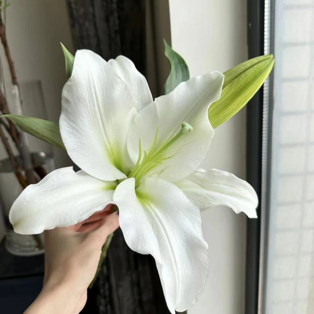 白天霸香水百合【 任意2单同一地址冷链包邮 鲜花20%不售后 】
