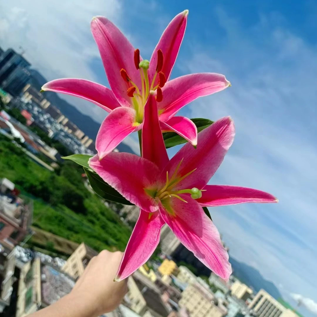 西诺红香水百合【2单顺丰包邮,0度以下需拍保温棉冻坏不售后 】