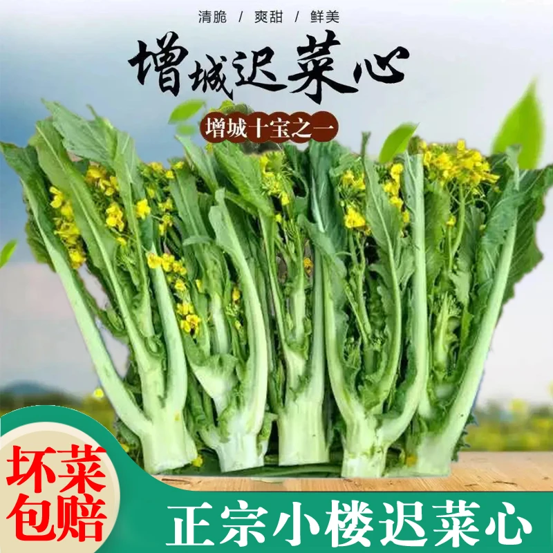 广东增城迟菜心新鲜特产小楼高脚菜心整箱现摘好吃嫩蔬菜包邮