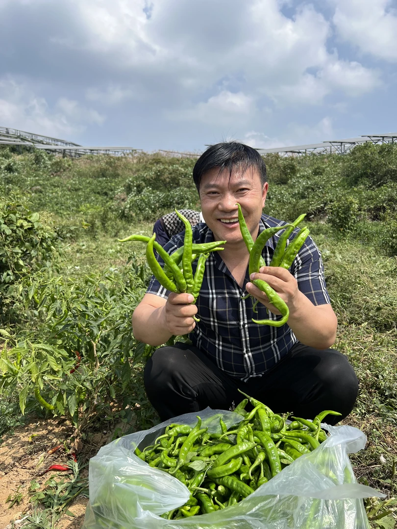 新化吉庆新鲜秋辣椒2斤 发顺丰包邮