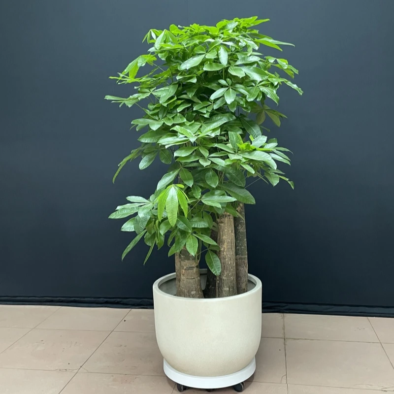 加大加粗造型发财树室内客厅办公室公司乔迁送礼盆栽以直播间为准