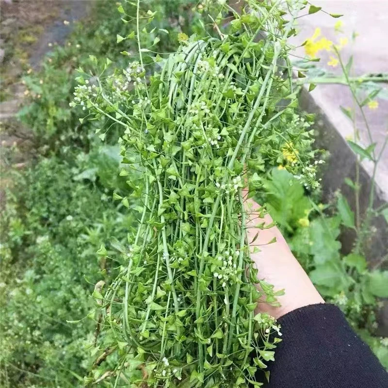 湖北野生老荠菜地菜花三月三煮鸡蛋新鲜现挖整棵带根带籽月子煮水