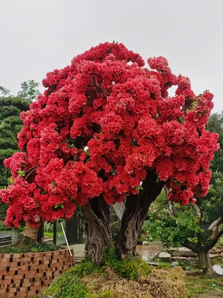 杜鹃花盆栽庭院首选基地直销植株容易生长开花施肥