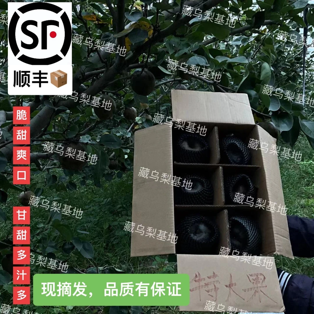 藏乌梨高山黑梨、果园现摘现发，保证品质，可开票