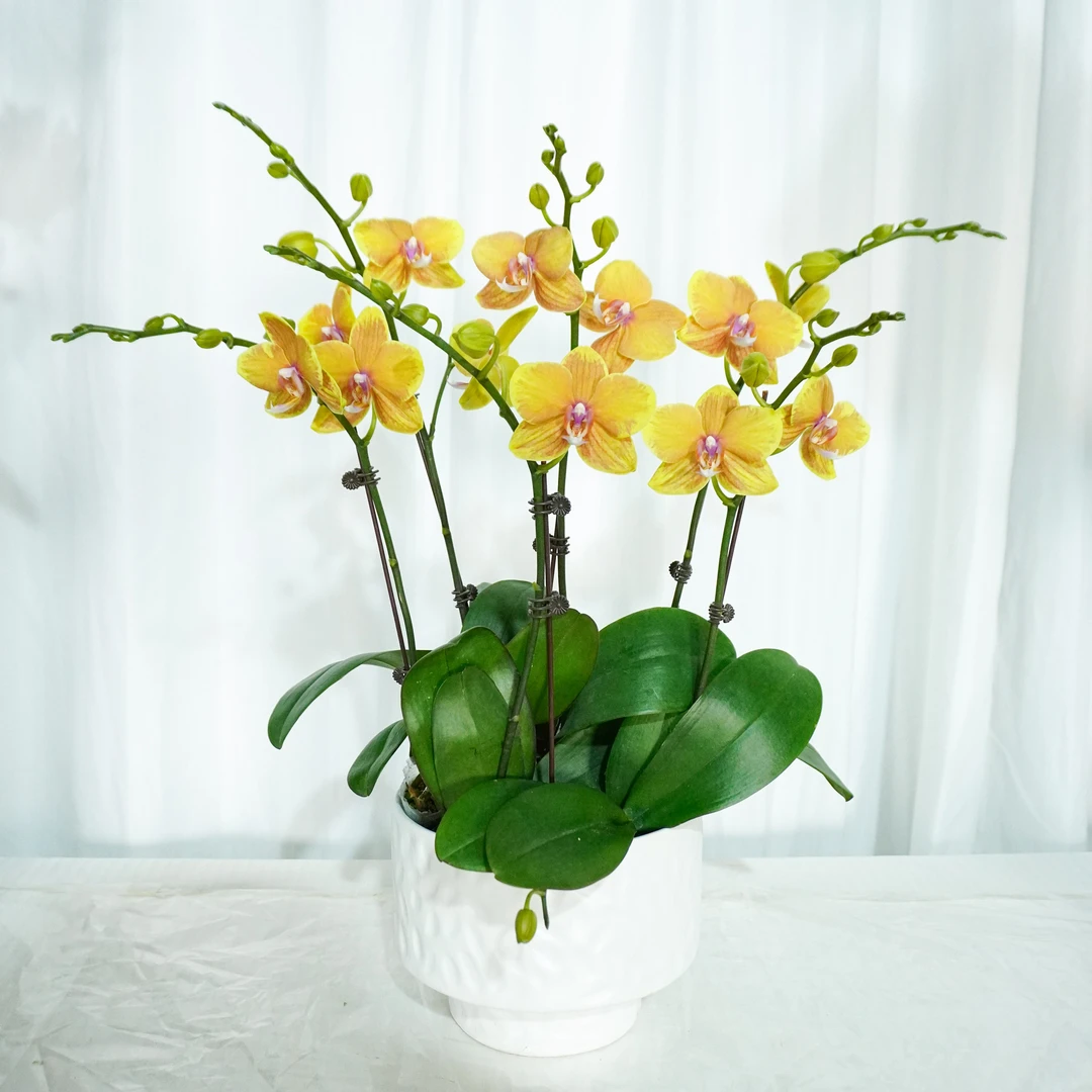 【稻香 】蝴蝶兰四季好养精美花卉观果植物杂交兰卡特兰精品兰