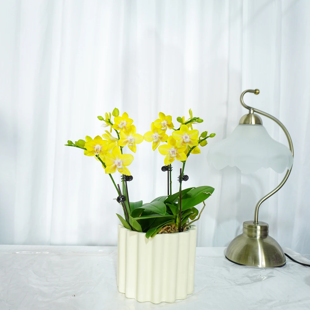 【香水黄金】蝴蝶兰四季好养精美花卉观果植物杂交兰卡特兰精兰花