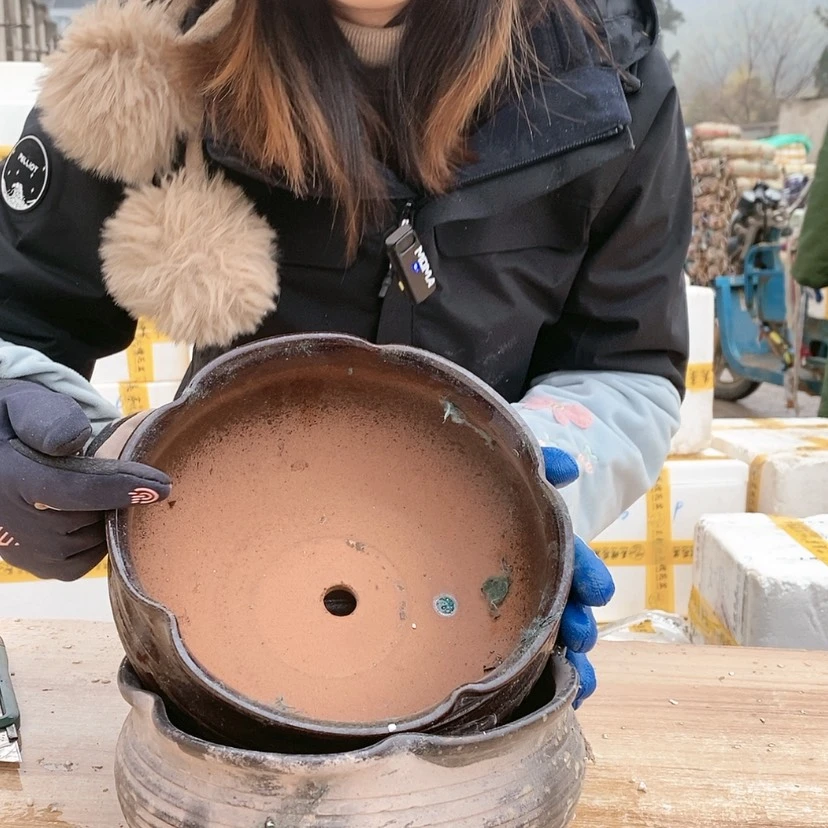 【闪购商品】红陶15cm以下刘拼333