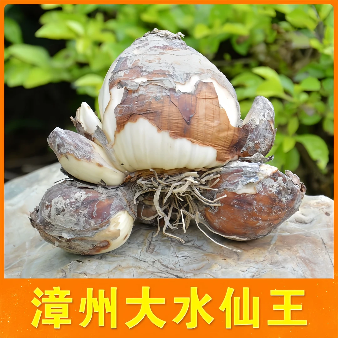 水仙花漳州水仙冬季耐寒水培盆栽办公室好养浓香年宵花室内阳台