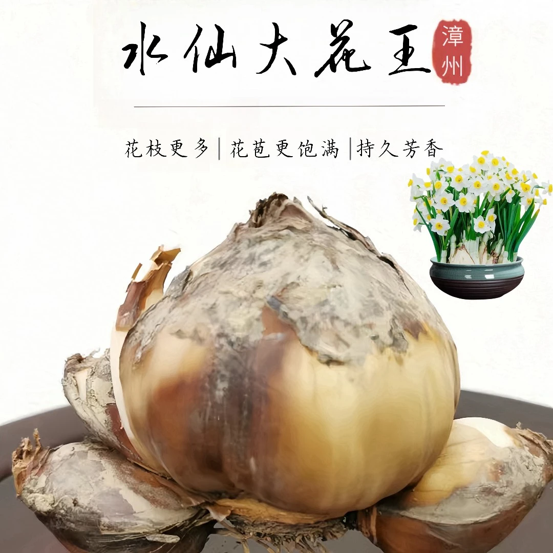 水仙花好养浓香水仙花年宵花冬季耐寒室内水培植物桌面客厅盆栽