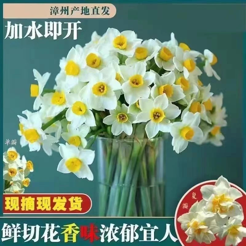 [顺丰包邮]现摘水仙花鲜切花花枝花束泡水即开冬季室内客厅水养