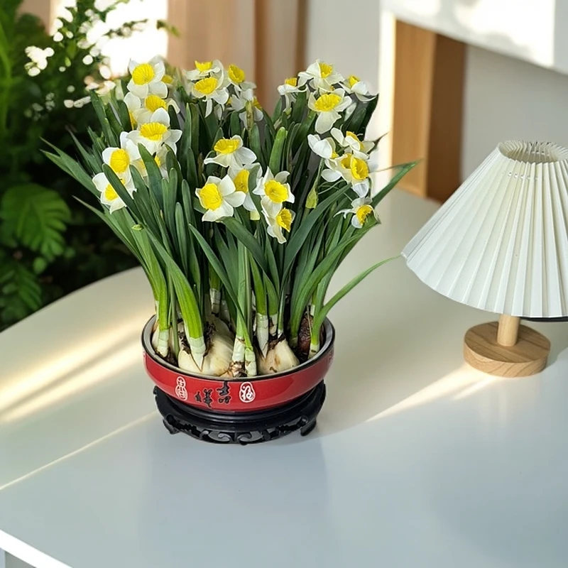 漳州正宗水仙花白色凌波仙子室内绿植水培红色吉祥陶瓷盆带底座