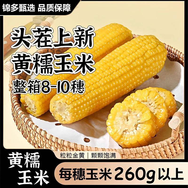 【丰收季】n2024年头茬黄糯玉米新鲜东北种植优质饱满颗粒香糯清甜