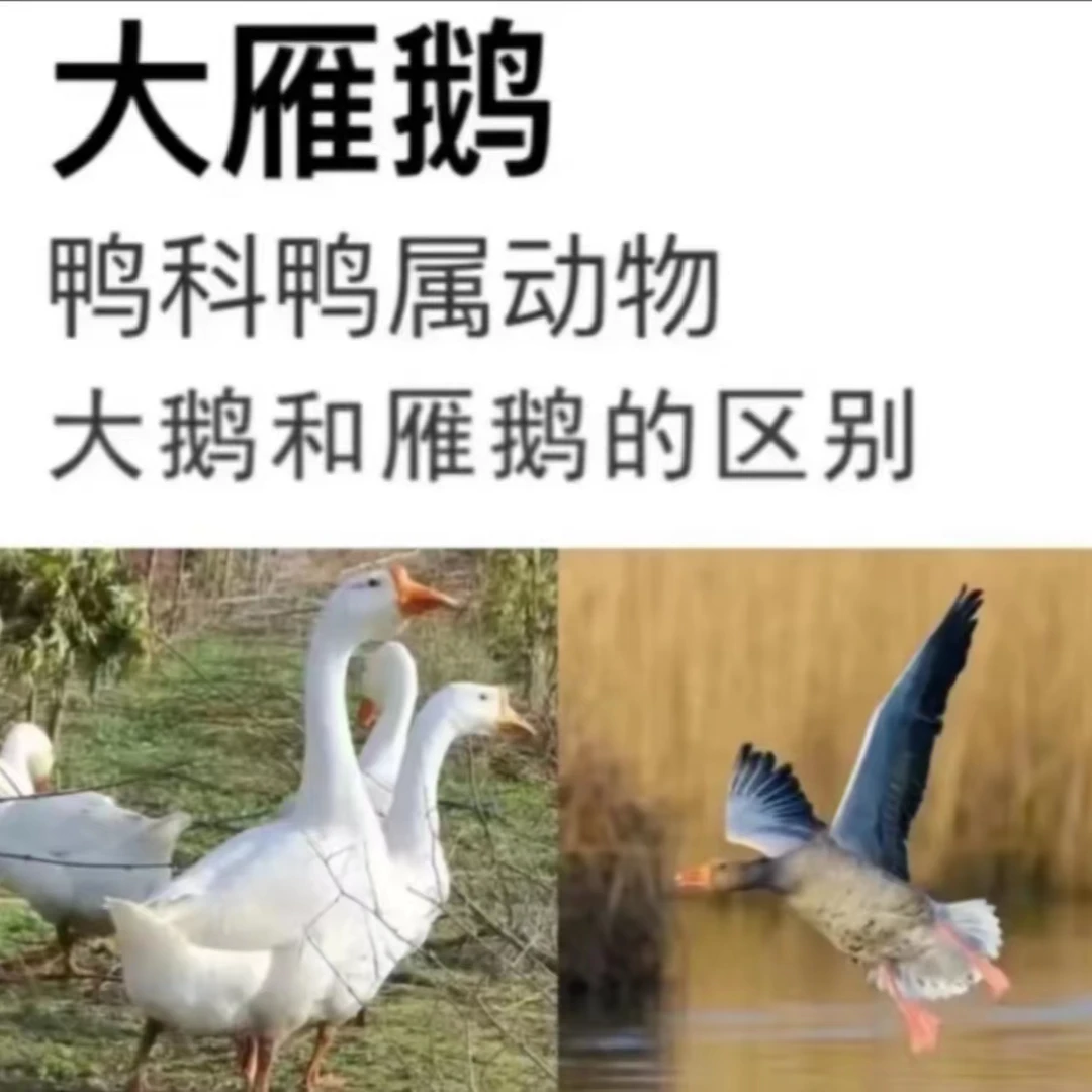 冷链发货 买一送一只农家散养大雁鹅去内脏后共7斤非大白鹅无鼓包
