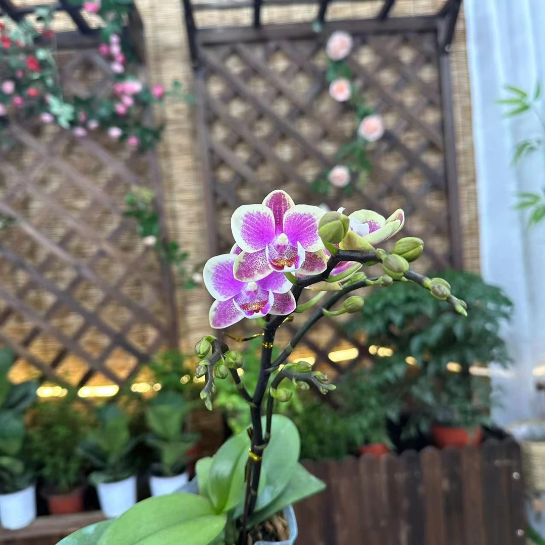 【李先生宠粉】（大金蝶）蝴蝶兰单花剑带花带花苞