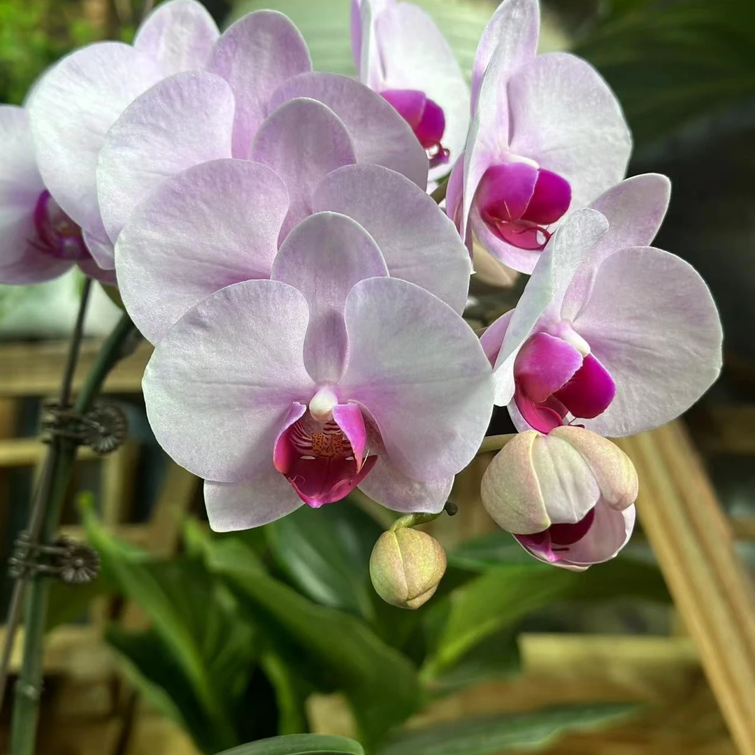 【李先生宠粉】（杭州美女）单花剑蝴蝶兰带花带花苞