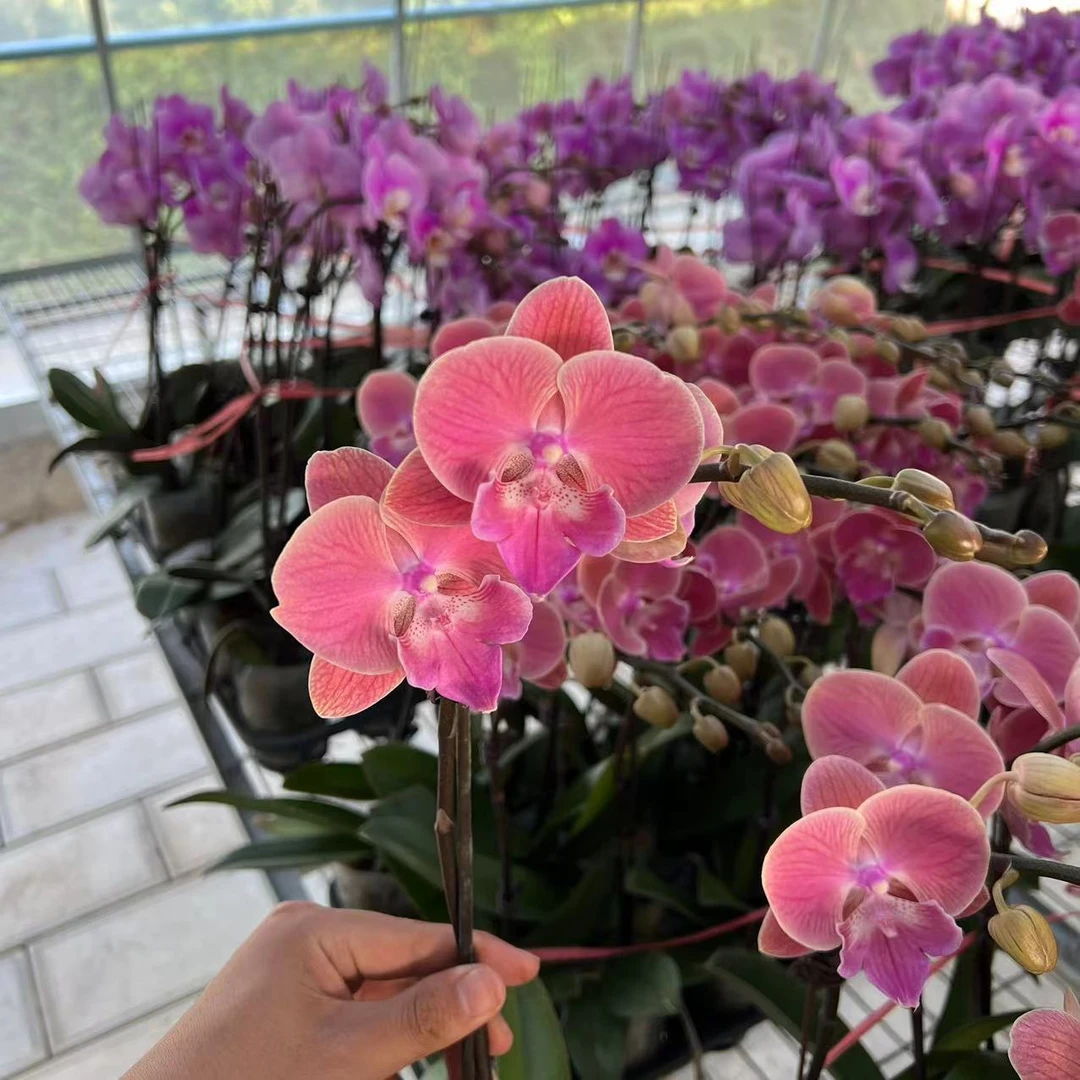 【李先生】（唯美）蝴蝶兰单花剑带花带花苞