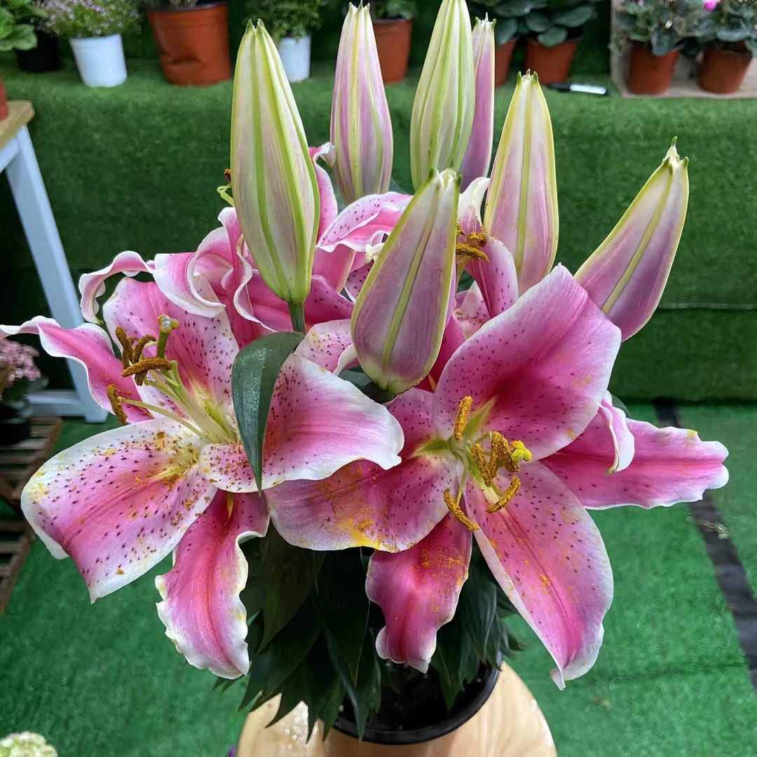 【李先生】香水百合开花带香味室内高端观赏花 带花苞发货