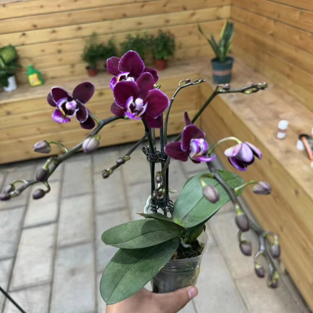 【李先生宠粉】（小黑巧克力）蝴蝶兰双花剑带花带花苞