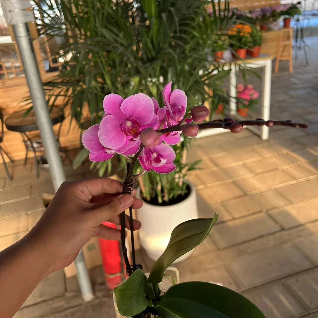 【李先生宠粉】（骄阳）蝴蝶兰单花剑带花带花苞