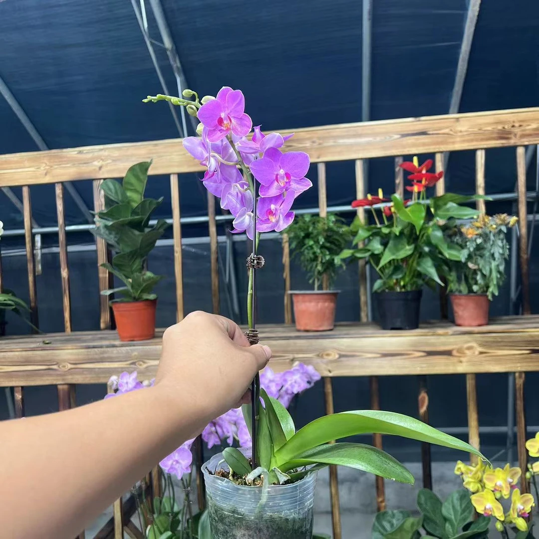 【李先生宠粉】3.5寸（幸福仙子）蝴蝶兰单花剑带花带花苞