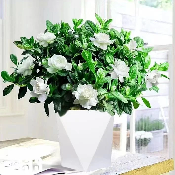 栀子花盆栽 带花苞老桩花苗 室内外花卉植物四季开花