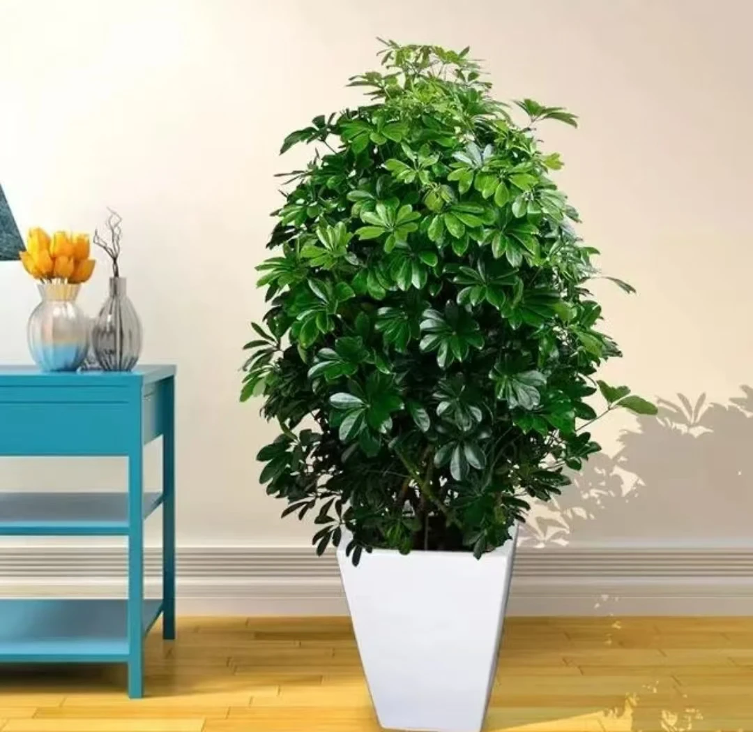 八方来财鸭脚木盆栽四季好养室内办公室桌面盆栽绿植花卉