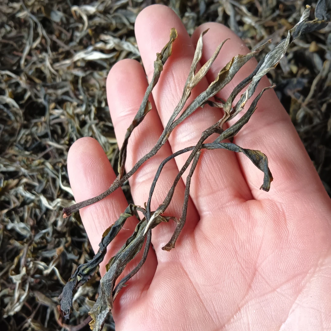 懂过2025年春茶中大树500克生茶