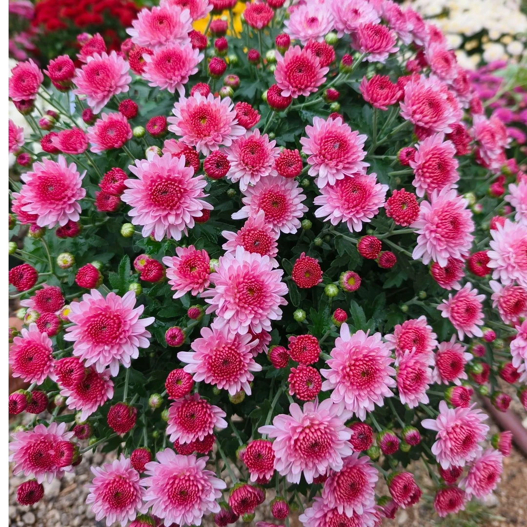 千头球菊庭院阳台花园走廊好养易活