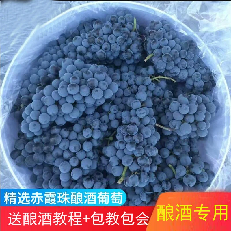自然甜酿酒专用广西野生山葡萄新鲜批发5斤10斤赤霞珠现摘