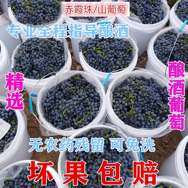 自酿酒葡萄山葡萄毛刺葡萄赤霞珠葡萄葡萄酒泡酒红酒材料