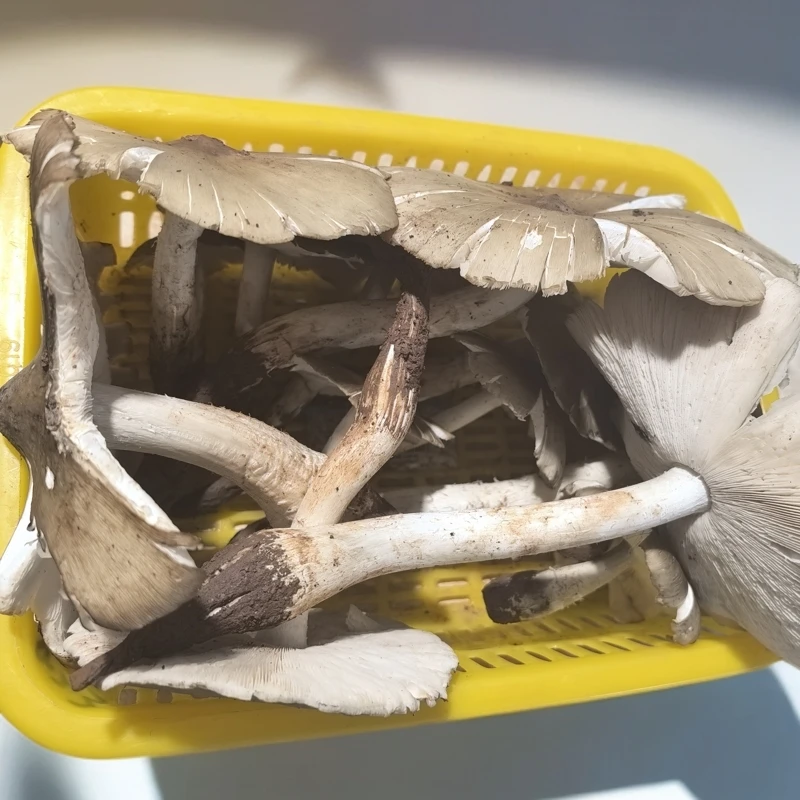 特价四川新鲜斗鸡菇鸡枞菌2斤/份