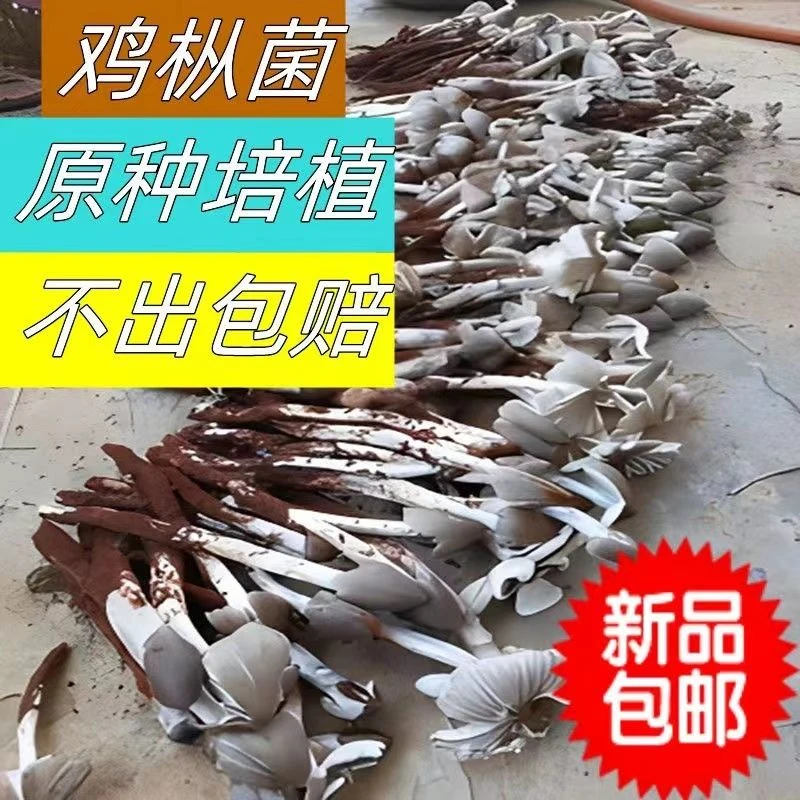 新鲜鸡枞菌种子伞把菇三塔菌室内室外阳台庭院野外人工种植菌菇包