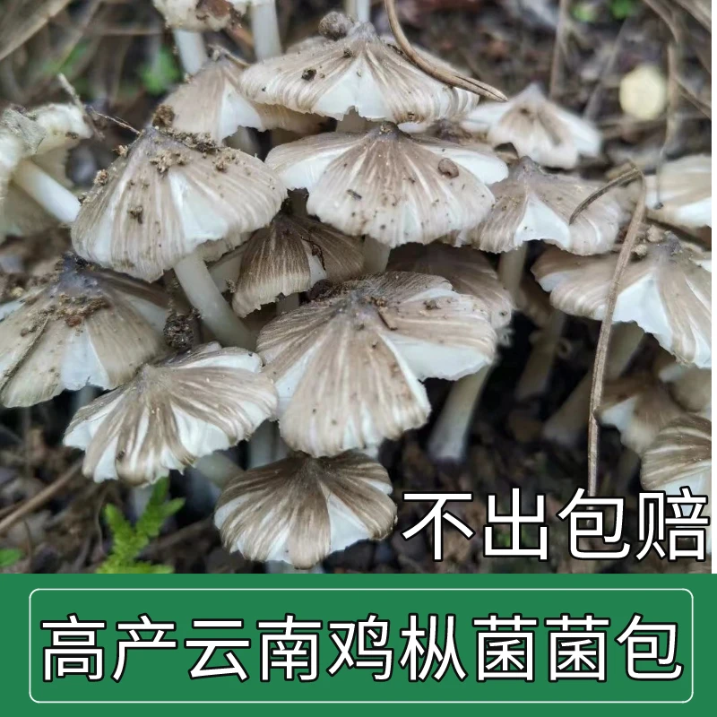 云南正宗鸡枞菌新鲜菌种包人工室内外阳台培植可食用伞把菇野生菌