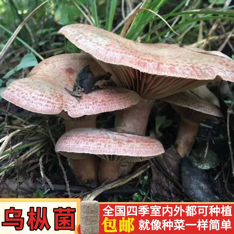 乌枞菌包蘑菇菌种子黄枞菌青碟菌松树菌虫菌菇全国四季人工培植菌