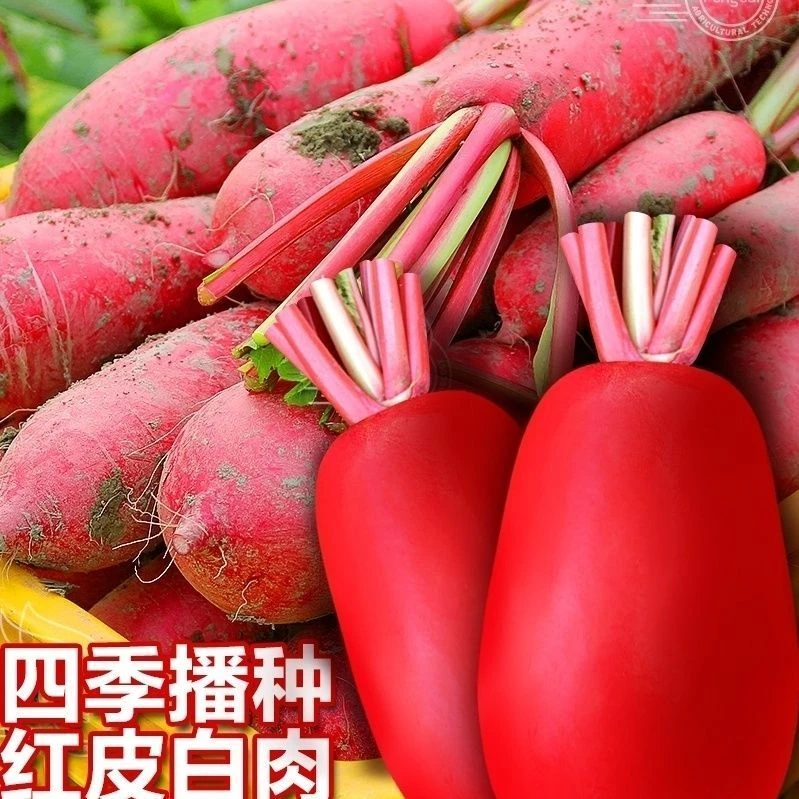 四季满身红高产特大红袍萝卜种大种子红皮白心四季蔬菜种子红萝卜