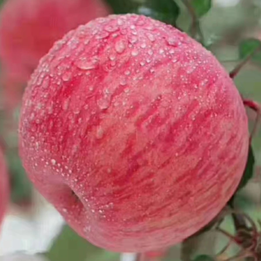 洛川红富士苹果净重10斤中箱80-85mm精选大果16-18枚装果园直发