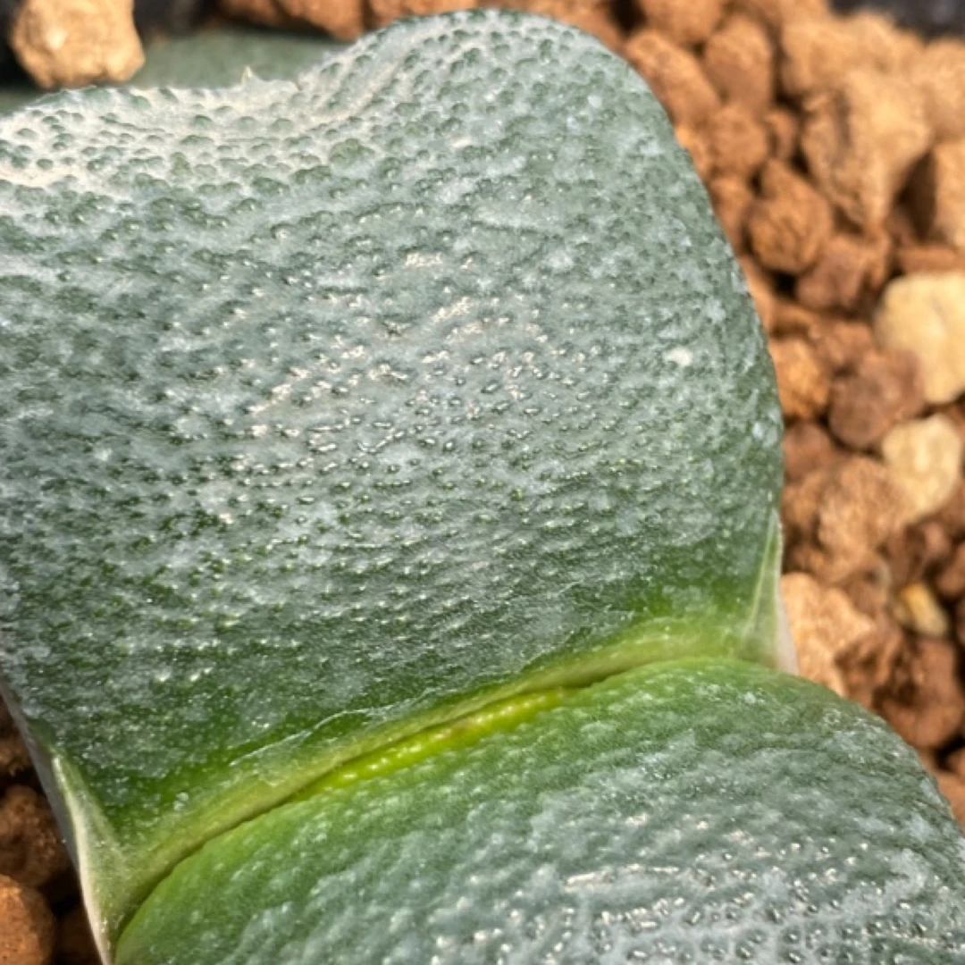 多肉植物 6.606实生寿寿实物拍摄尺寸见图