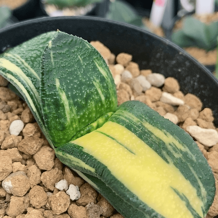 47卧牛实生锦带盆发货